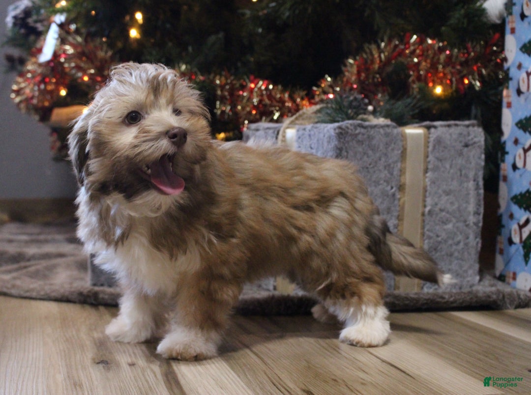 Havanese dogs for sale: CoCo - Ad 7