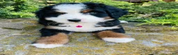 Bernedoodle dogs for sale: Peach Bellini - ultra Bernedoodle  - Ad 8