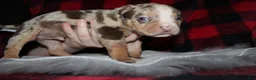 American Bully dogs for sale: Harvey  - Ad 7