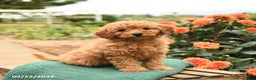 Mini Goldendoodle dogs for sale: Hershey - Ad 4