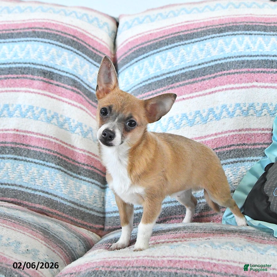 Chihuahua dogs Fritz - Ad 2