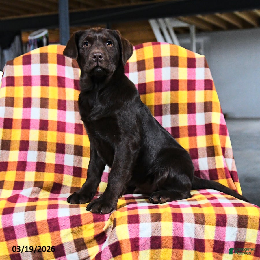 Labrador Retriever dogs Colondike - Ad 2