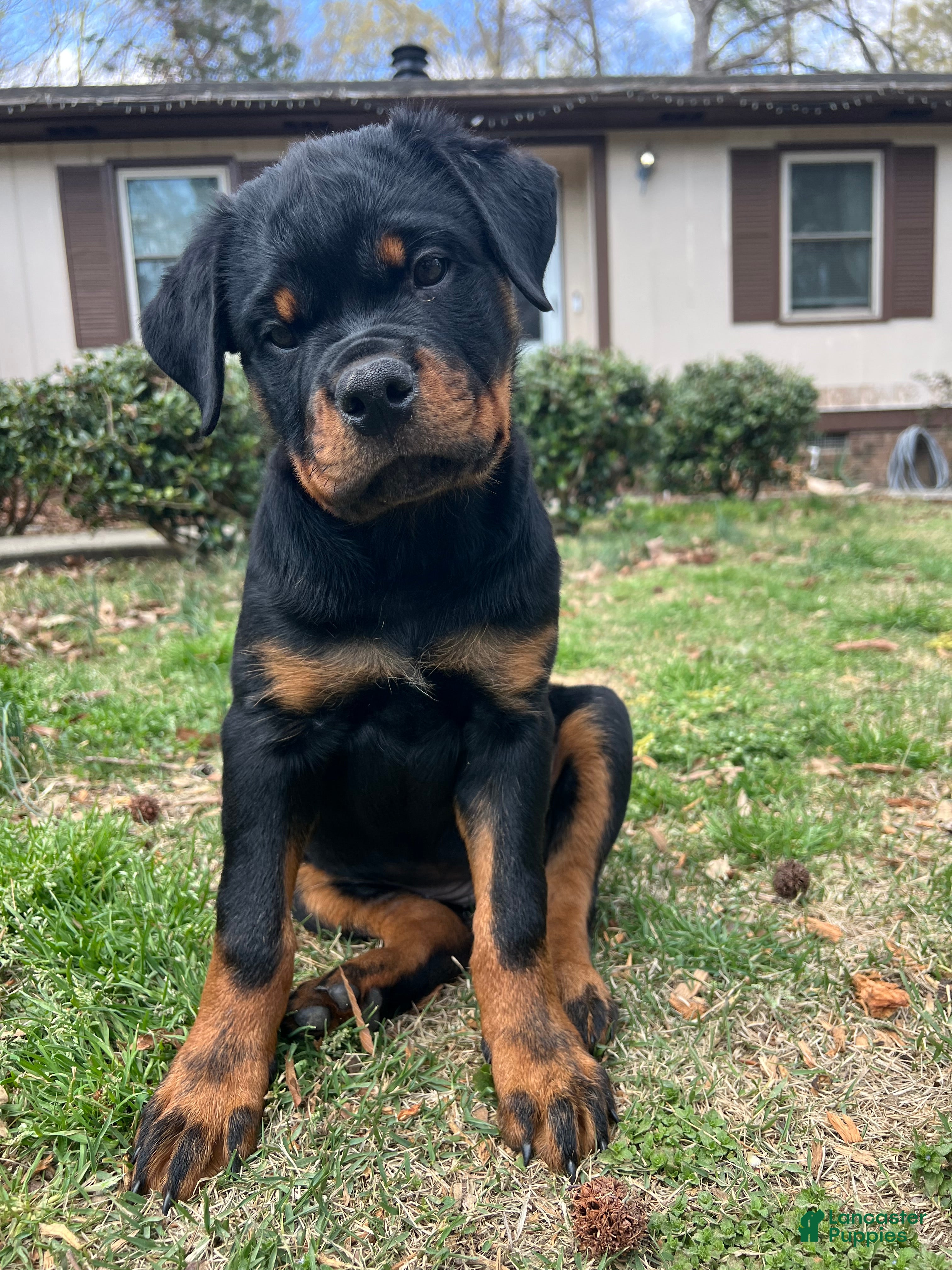 Rottweiler dogs Lady - Ad 4