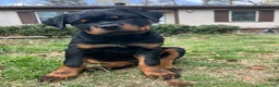 Rottweiler dogs for sale: Lady - Ad 1