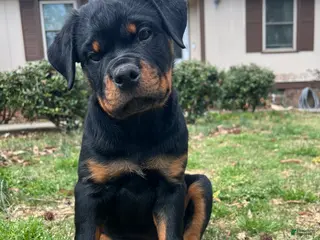 Rottweiler dogs Lady - Ad 4