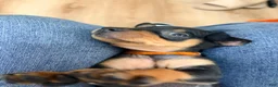 Miniature Pinscher dogs for sale: Lucy - Ad 17