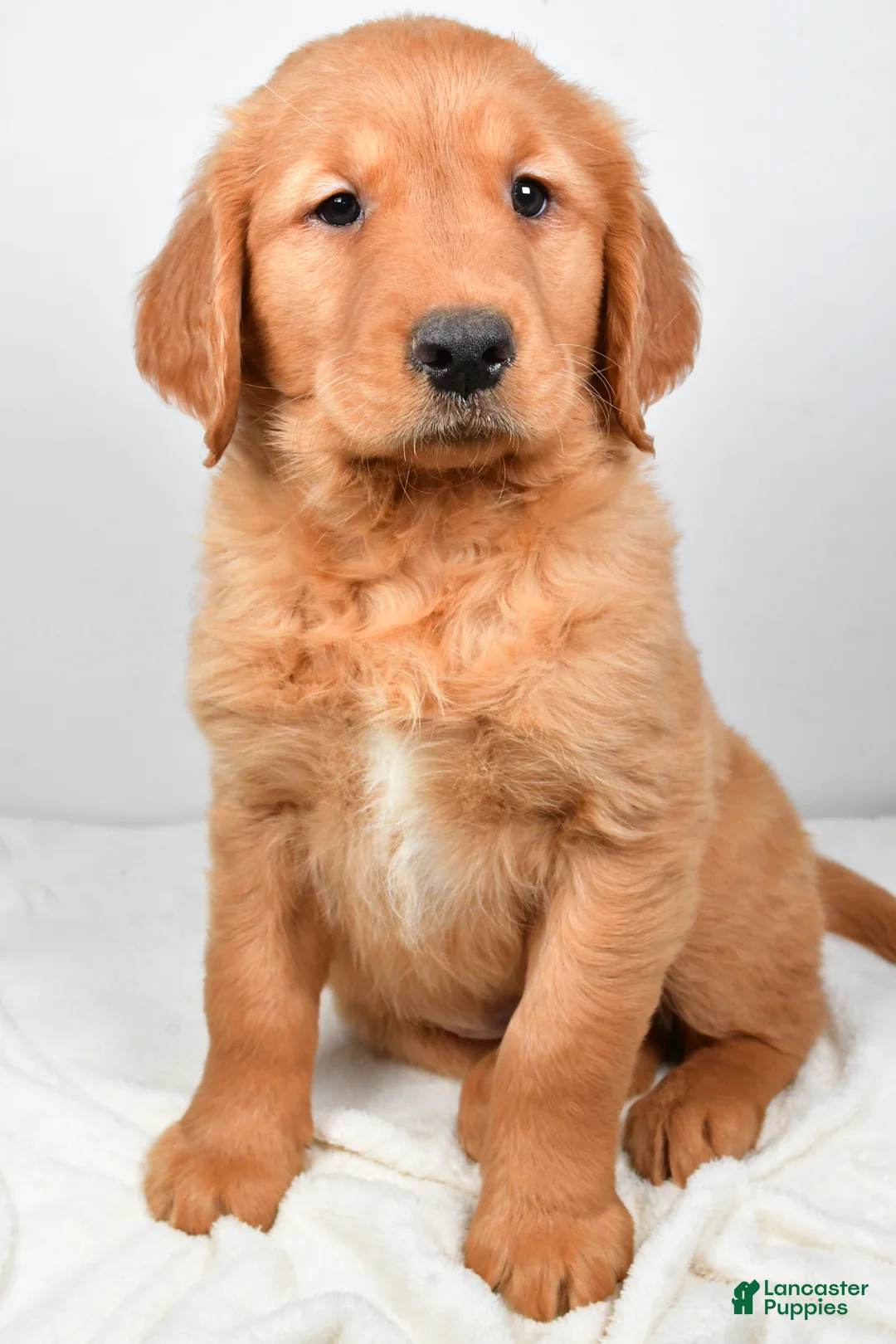 Golden Retriever dogs for sale: Annabelle - Ad 3