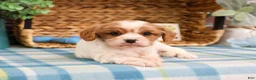 Cavalier King Charles Spaniel dogs for sale: Keanu  - Ad 3