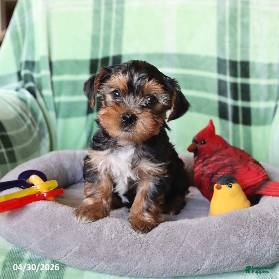 Yorkshire Terrier dogs for sale: Percy - Ad 4