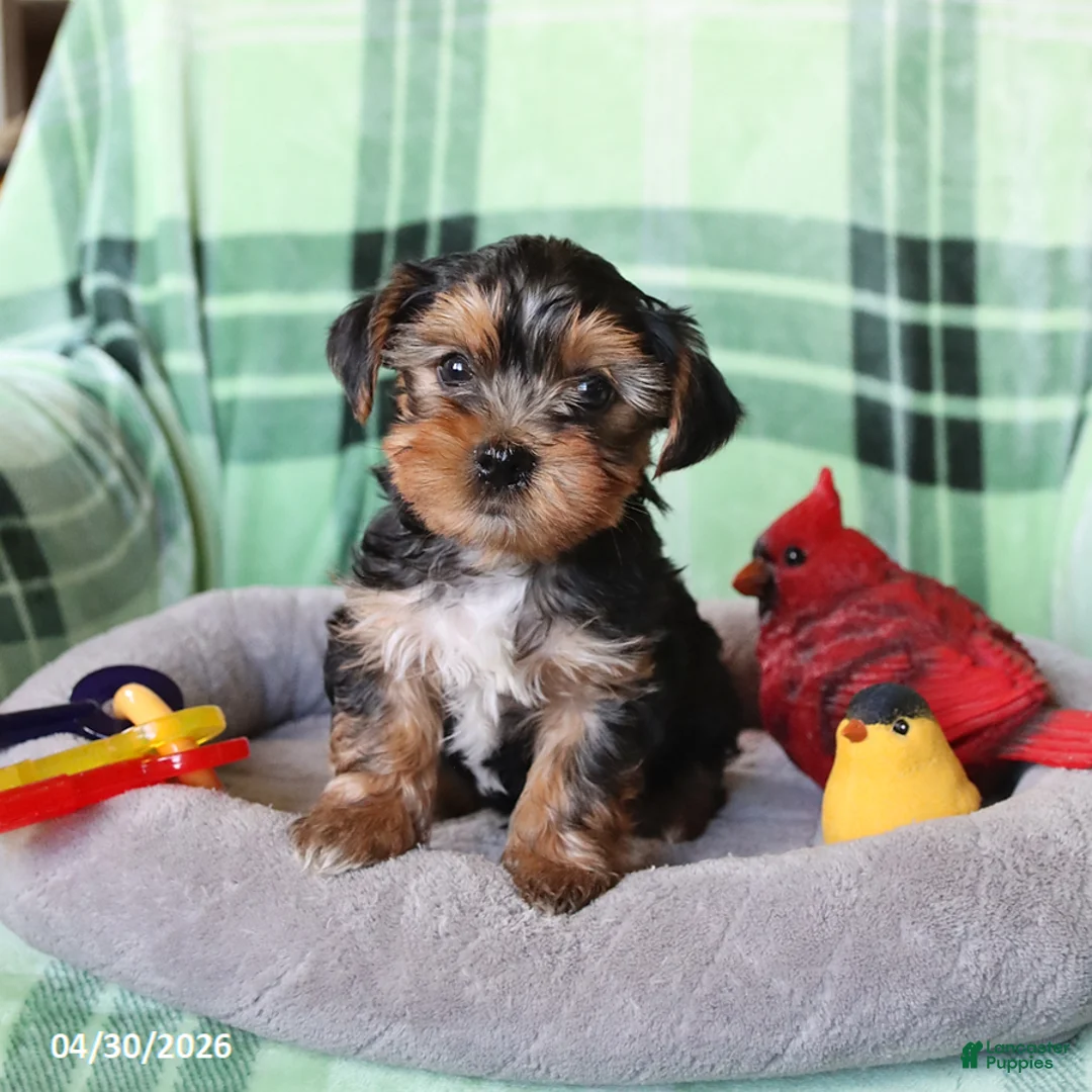 Yorkshire Terrier dogs for sale: Percy - Ad 1