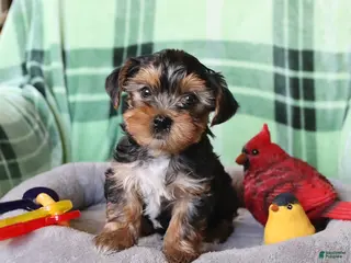 Yorkshire Terrier dogs for sale: Percy - Ad 4
