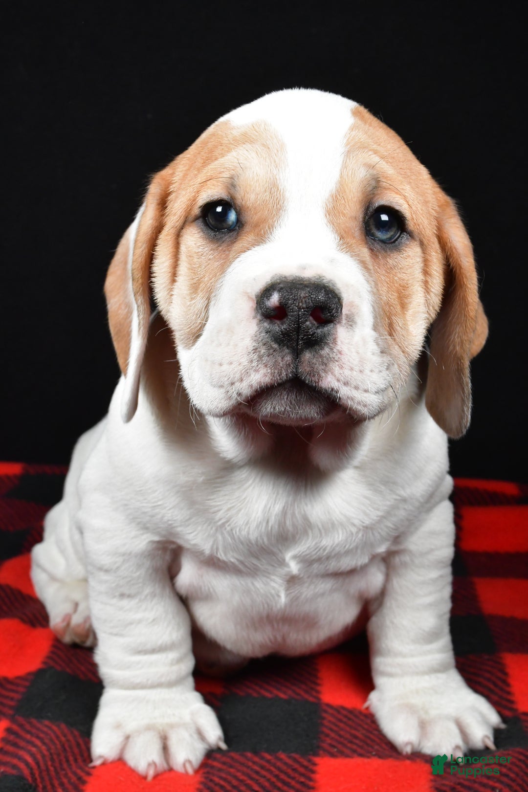 Beabull dogs for sale: Lincoln - Ad 6