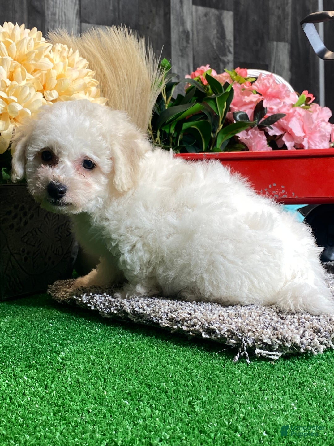 Bichon Frise dogs for sale: Blaine  - Ad 2