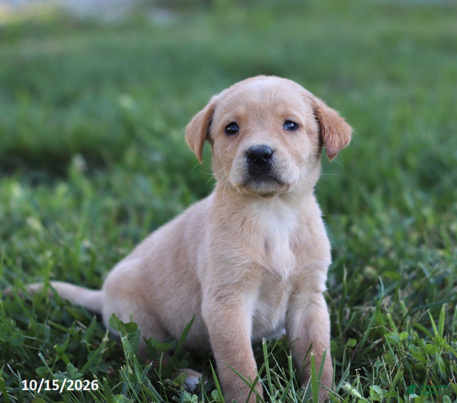 Labrador Retriever dogs Pearl - Ad 1