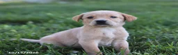 Labrador Retriever dogs for sale: Pearl - Ad 1