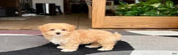 Maltipoo dogs for sale: Jaden  - Ad 2