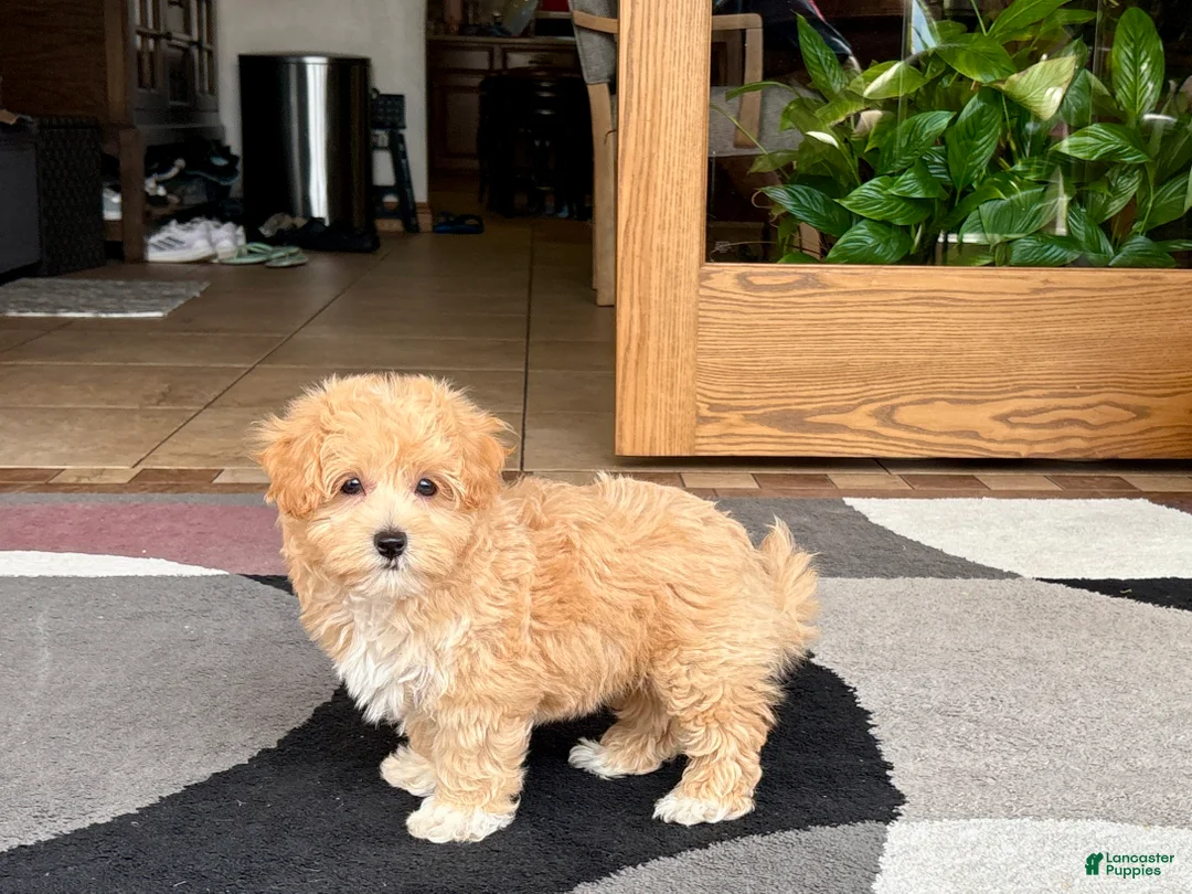 Maltipoo dogs for sale: Jaden  - Ad 2