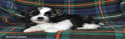 Shih Tzu dogs for sale: Grace - Ad 4