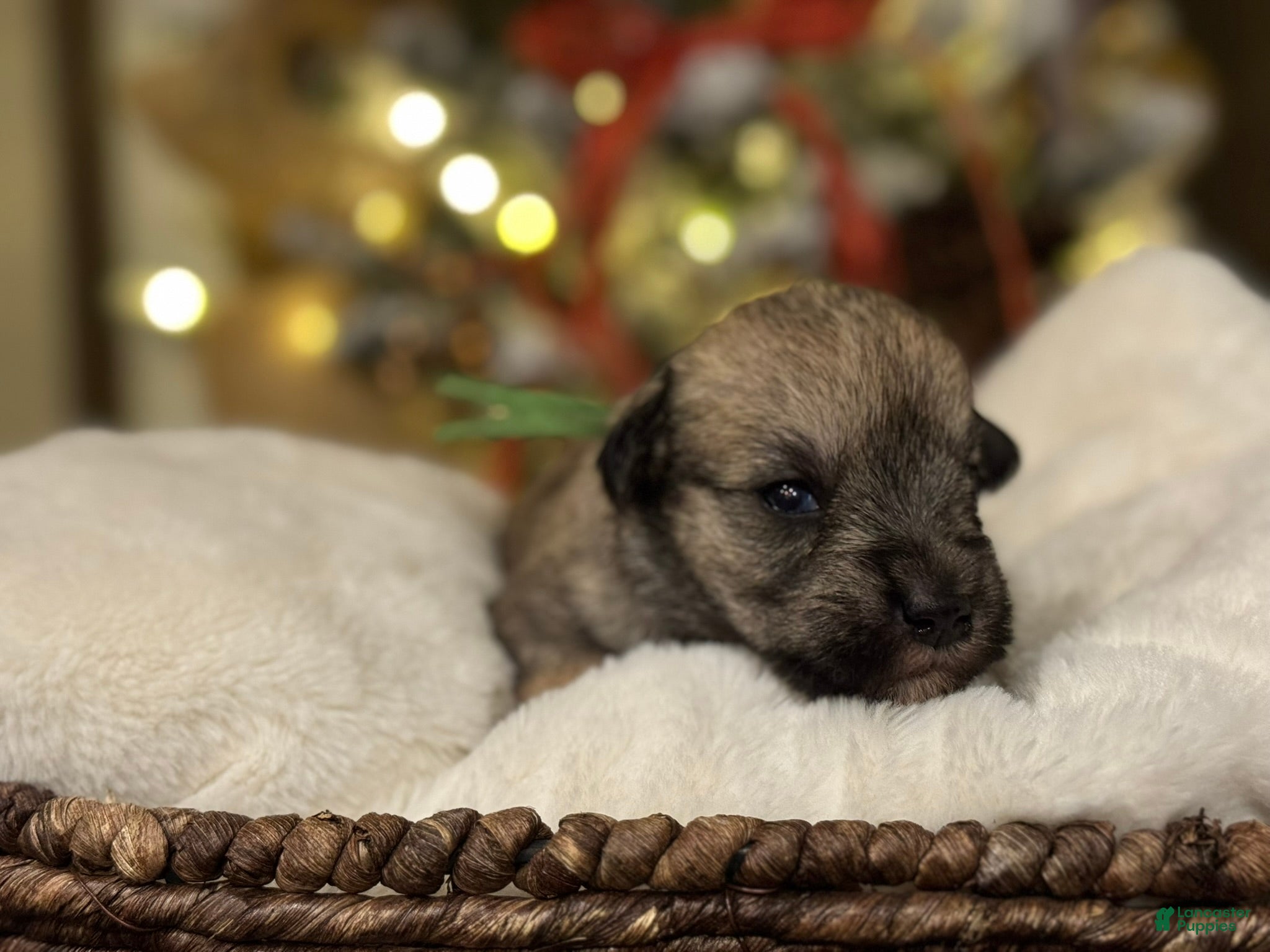 Miniature Schnauzer dogs Biscuit - Ad 10