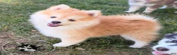 Pomsky dogs for sale: Remy - Ad 4