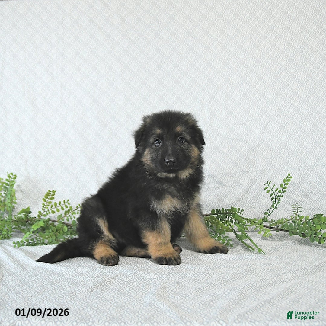 German Shepherd dogs for sale: Rex - Ad 5