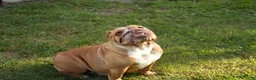 English Bulldog dogs for sale: Scarlet - Ad 2