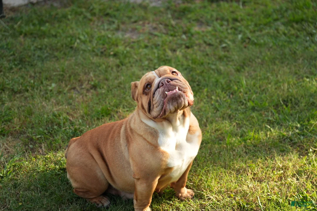 English Bulldog dogs for sale: Scarlet - Ad 2