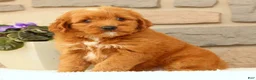 Mini Goldendoodle dogs for sale: Carmella - Ad 4