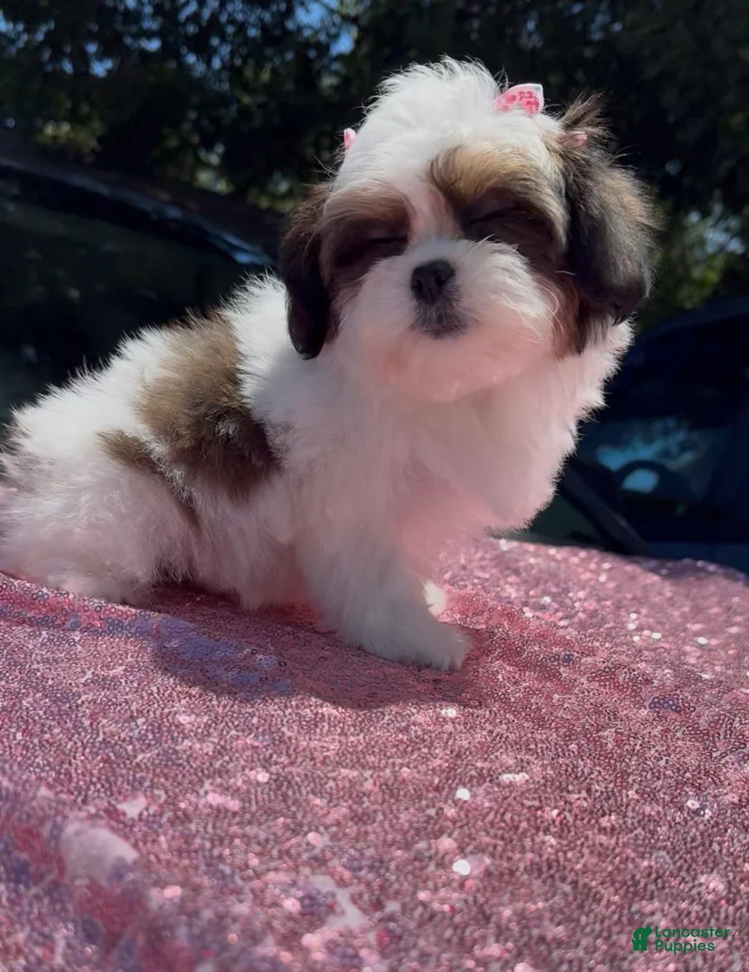 Shihpoo dogs for sale: Shihpoo Puppy 1 - Ad 2