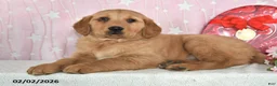 Golden Retriever dogs for sale: Echo - Ad 2