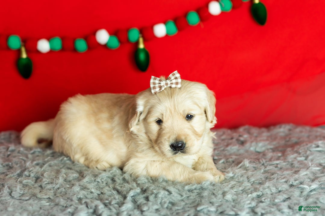 Golden Retriever dogs for sale: Sophia  - Ad 5