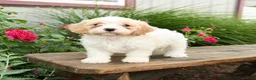 Cavachon dogs for sale: Tulip - Ad 1