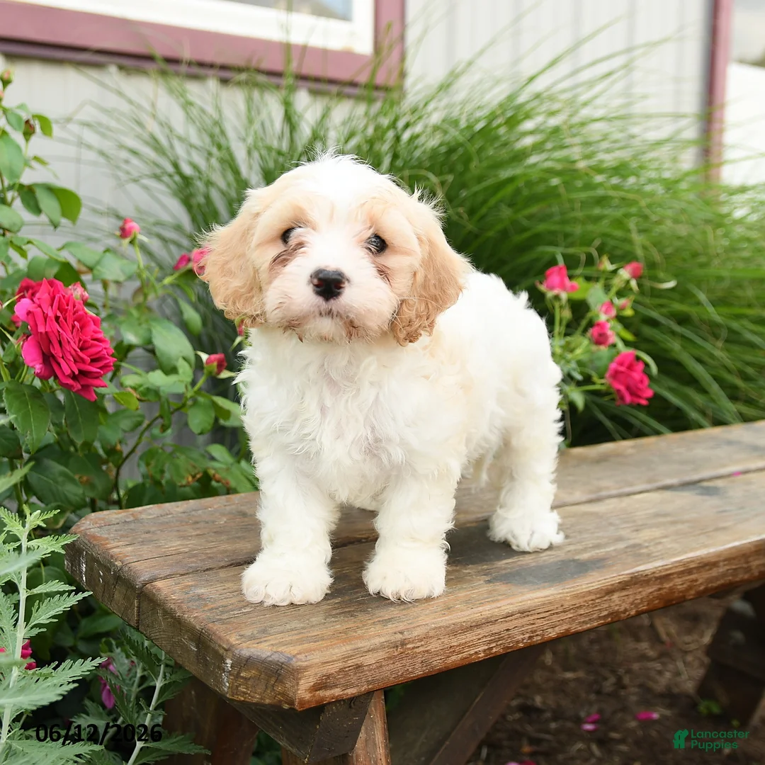 Cavachon dogs for sale: Tulip - Ad 1