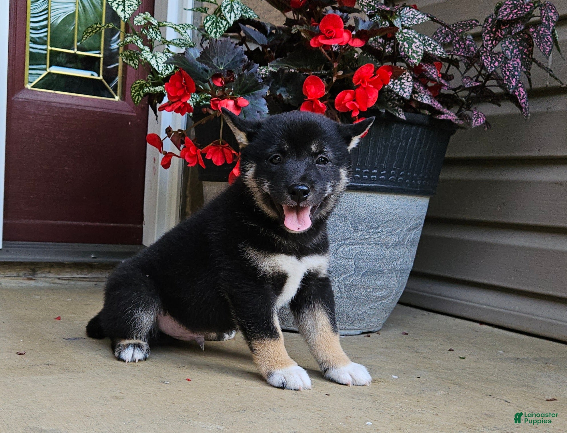 Shiba Inu dogs Hector - Ad 2