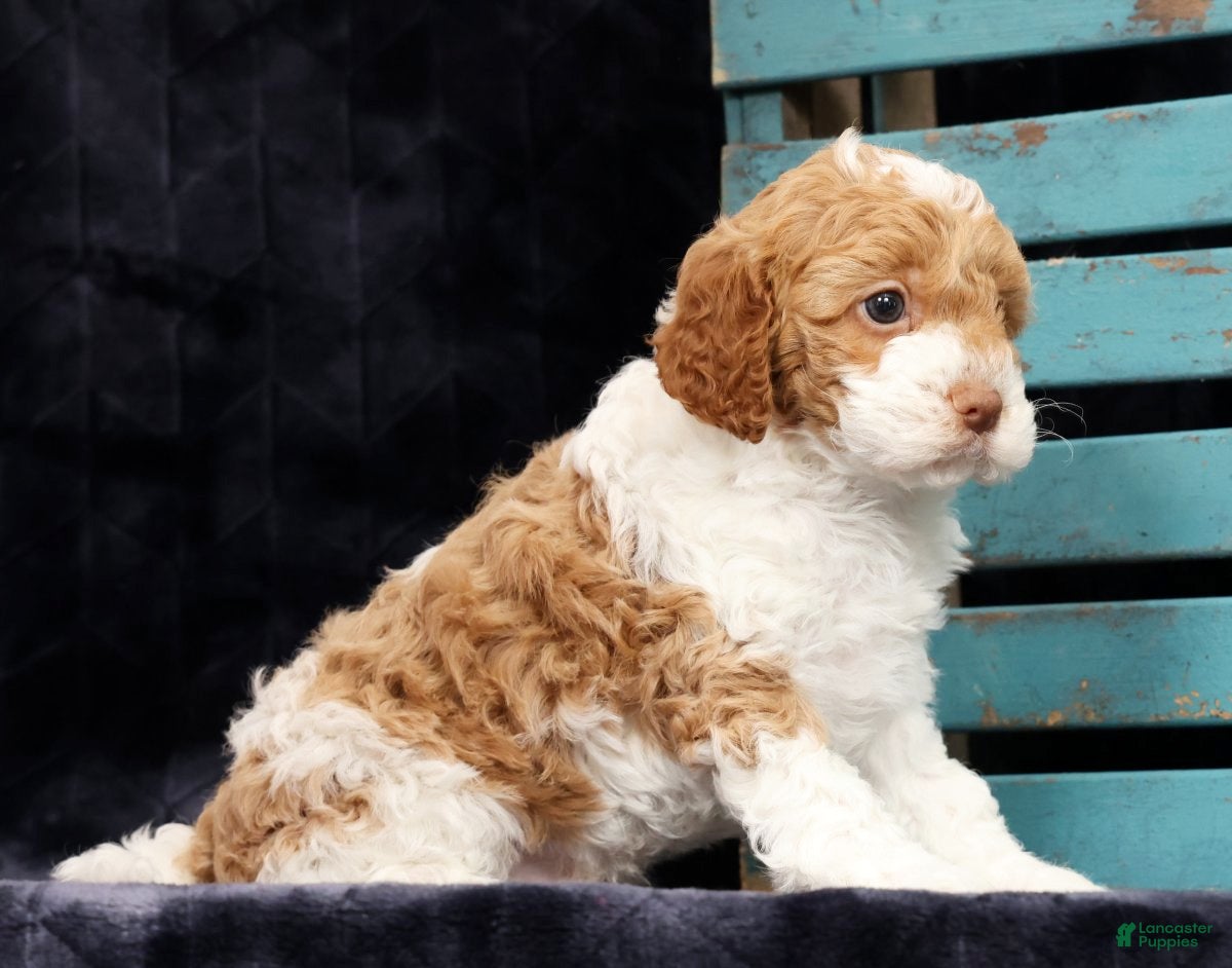 Cavapoo dogs Nolan - Ad 2