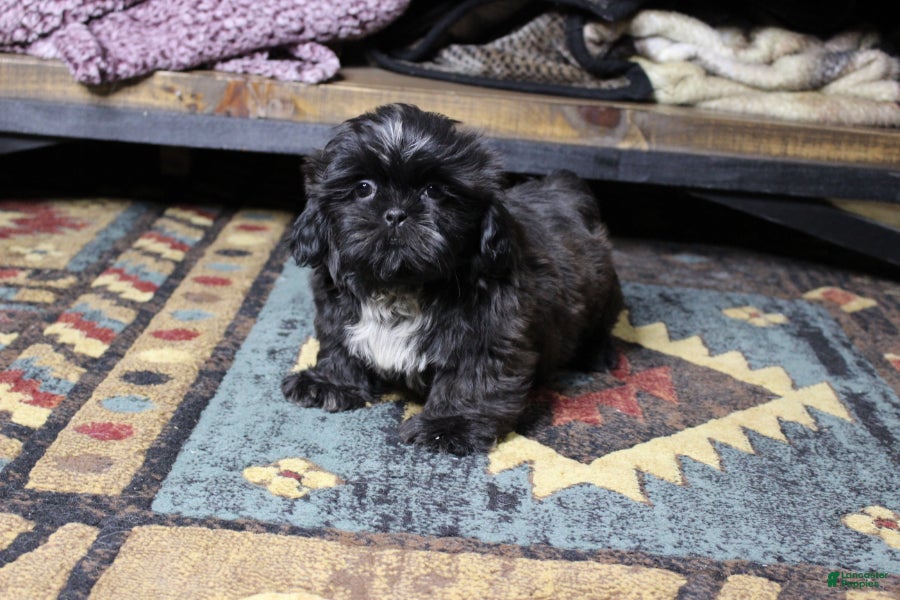Shih Tzu dogs Elvis - Ad 3
