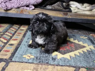 Shih Tzu dogs Elvis - Ad 3