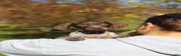 German Shorthaired Pointer dogs for sale: Annie - Ad 10