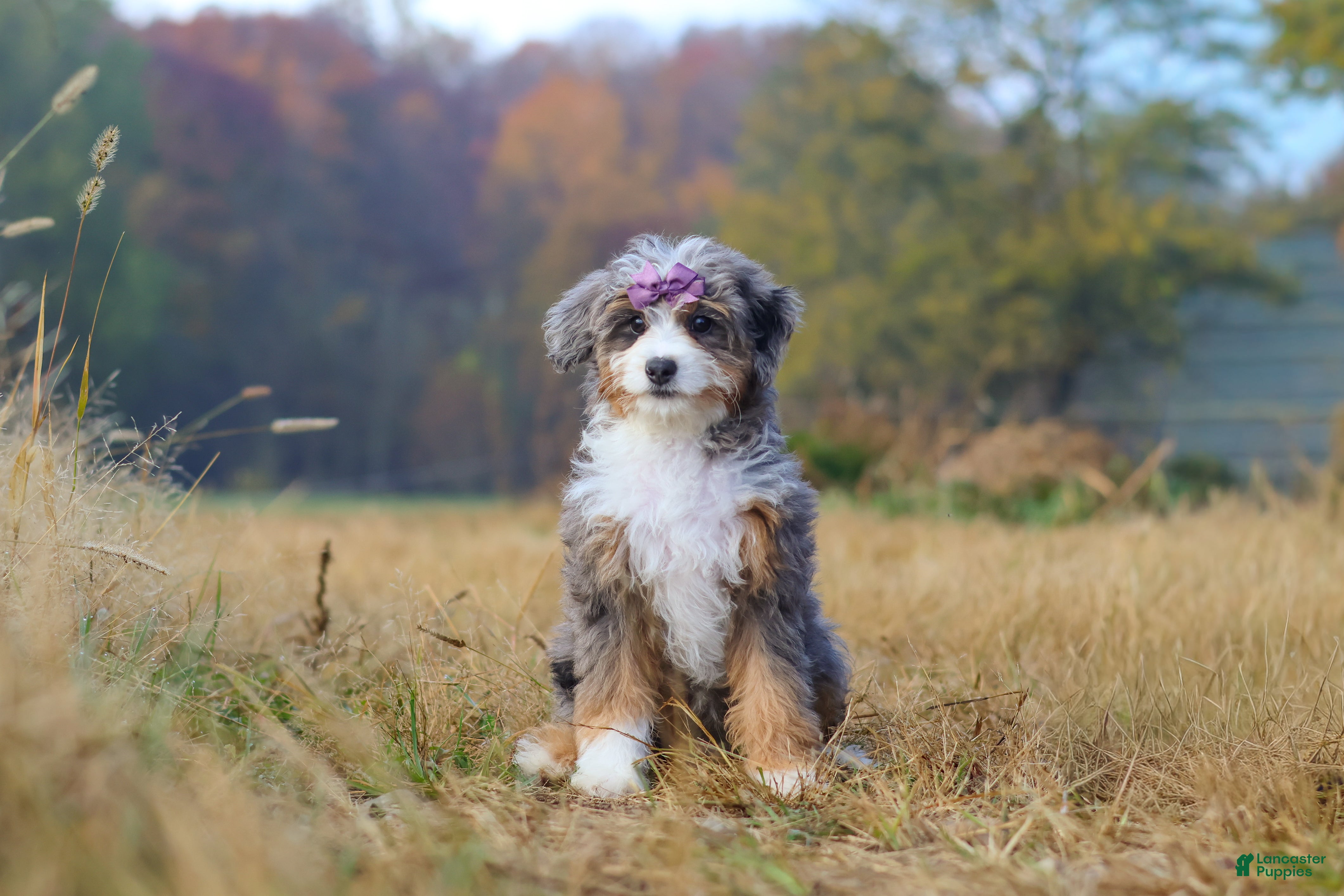 Mini Bernedoodle dogs for sale: Ember - Ad 2