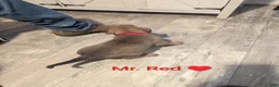 Mixed Breed dogs for sale: Mr. Red - Ad 1