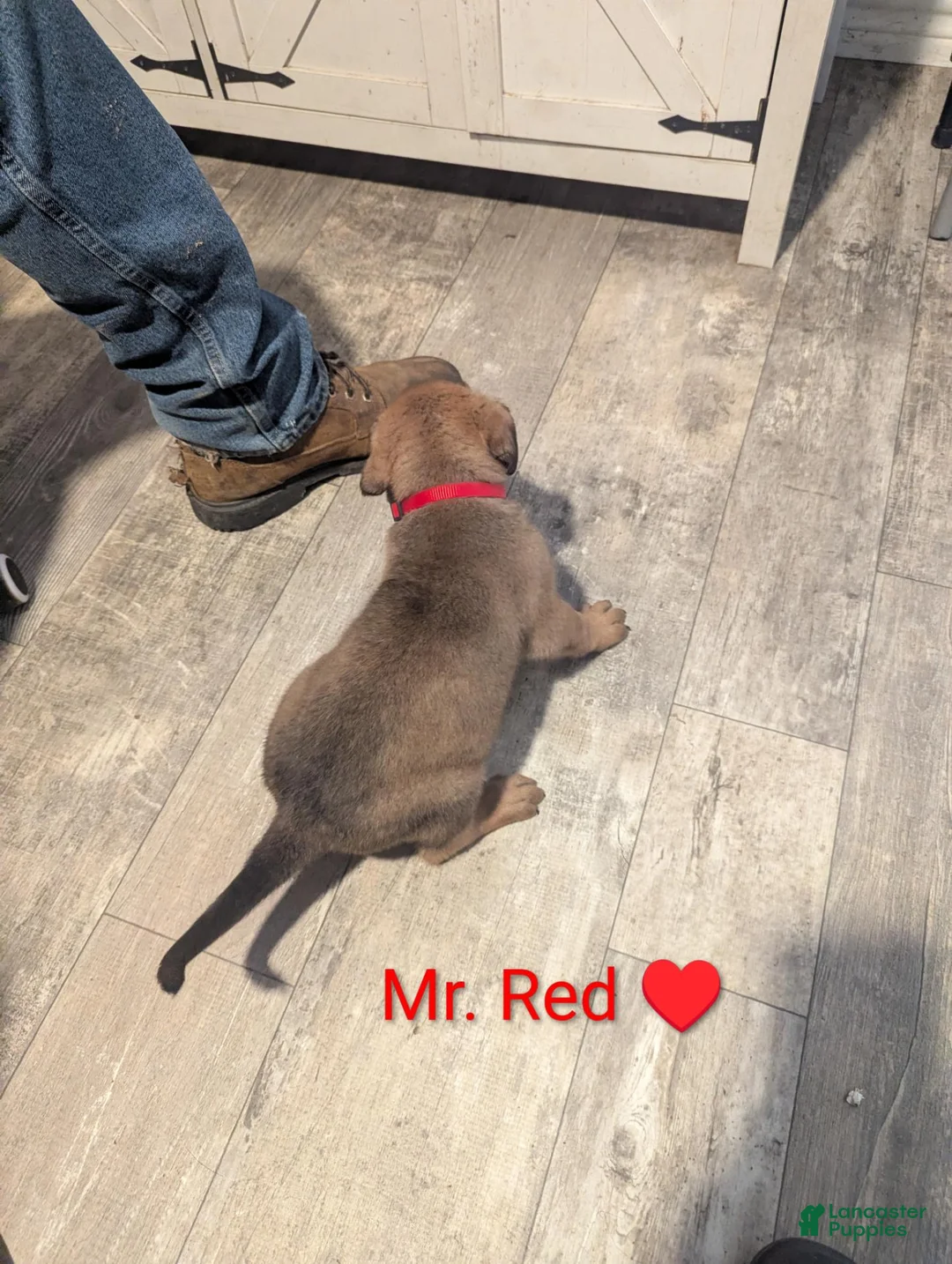 Mixed Breed dogs for sale: Mr. Red - Ad 1