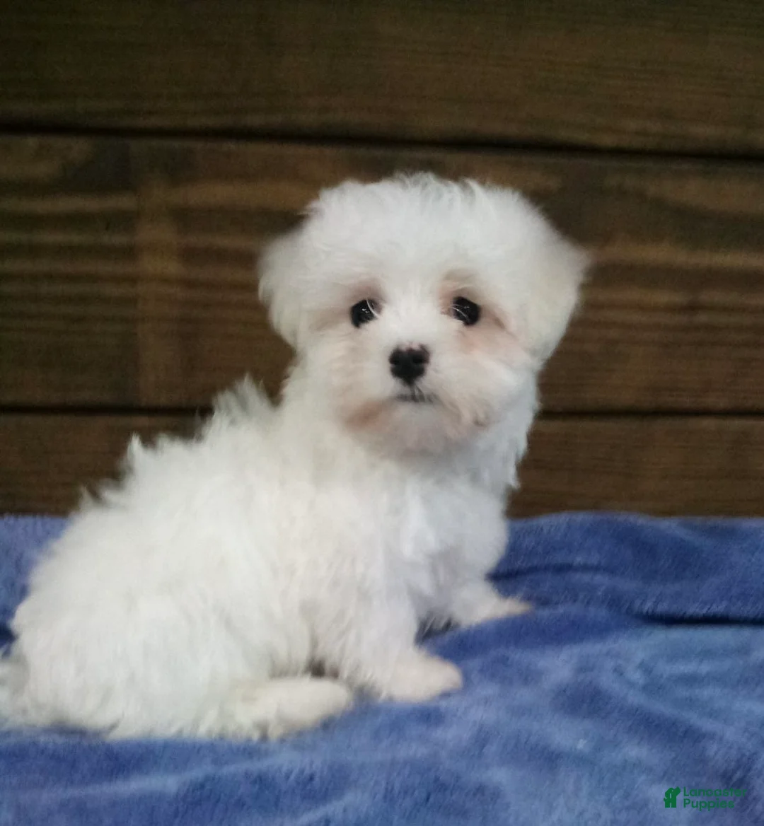 Maltese dogs for sale: Max - Ad 1