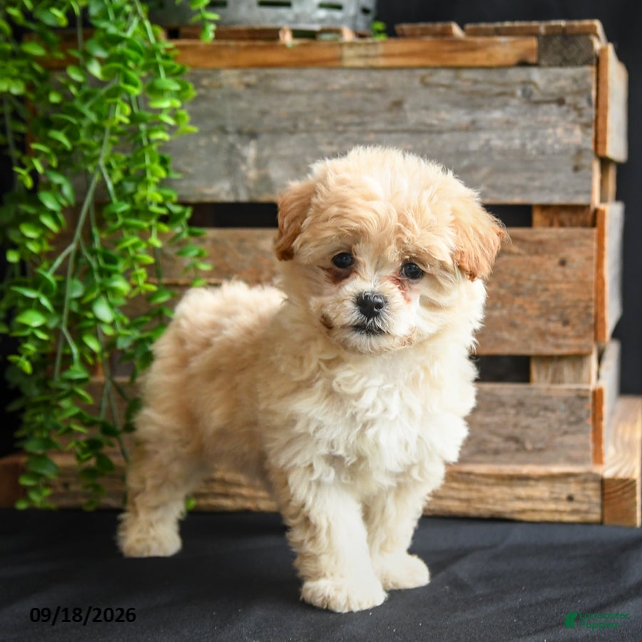 Mixed Breed dogs Maggie - Ad 2