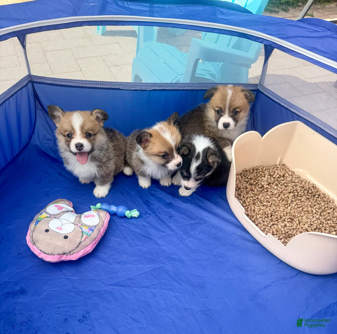 Welsh Corgi Pembroke dogs for sale: Alfredo - Ad 2
