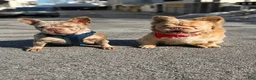 French Bulldog dogs for sale: Tesla - Ad 9