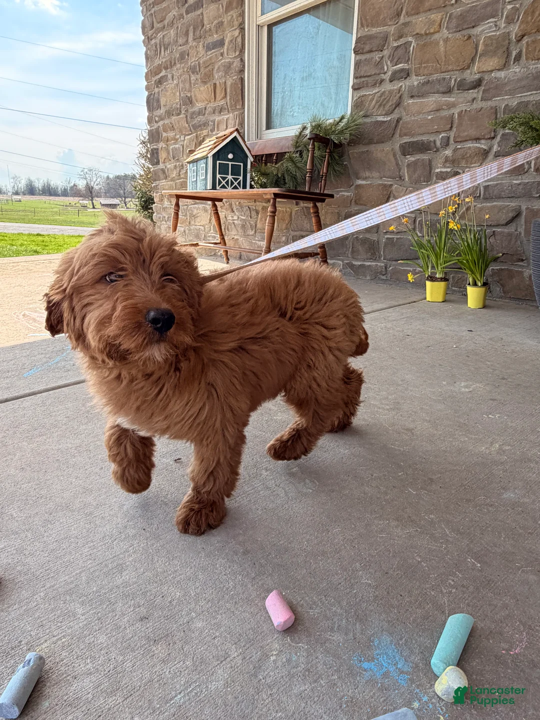 Goldendoodle dogs for sale: Goldendoodle Puppy 1 - Ad 3