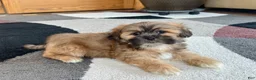 Lhasa Apso dogs for sale: Loki - Ad 4
