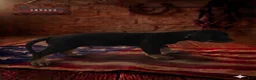 Catahoula Leopard Dog dogs for sale: Gunny - Ad 2