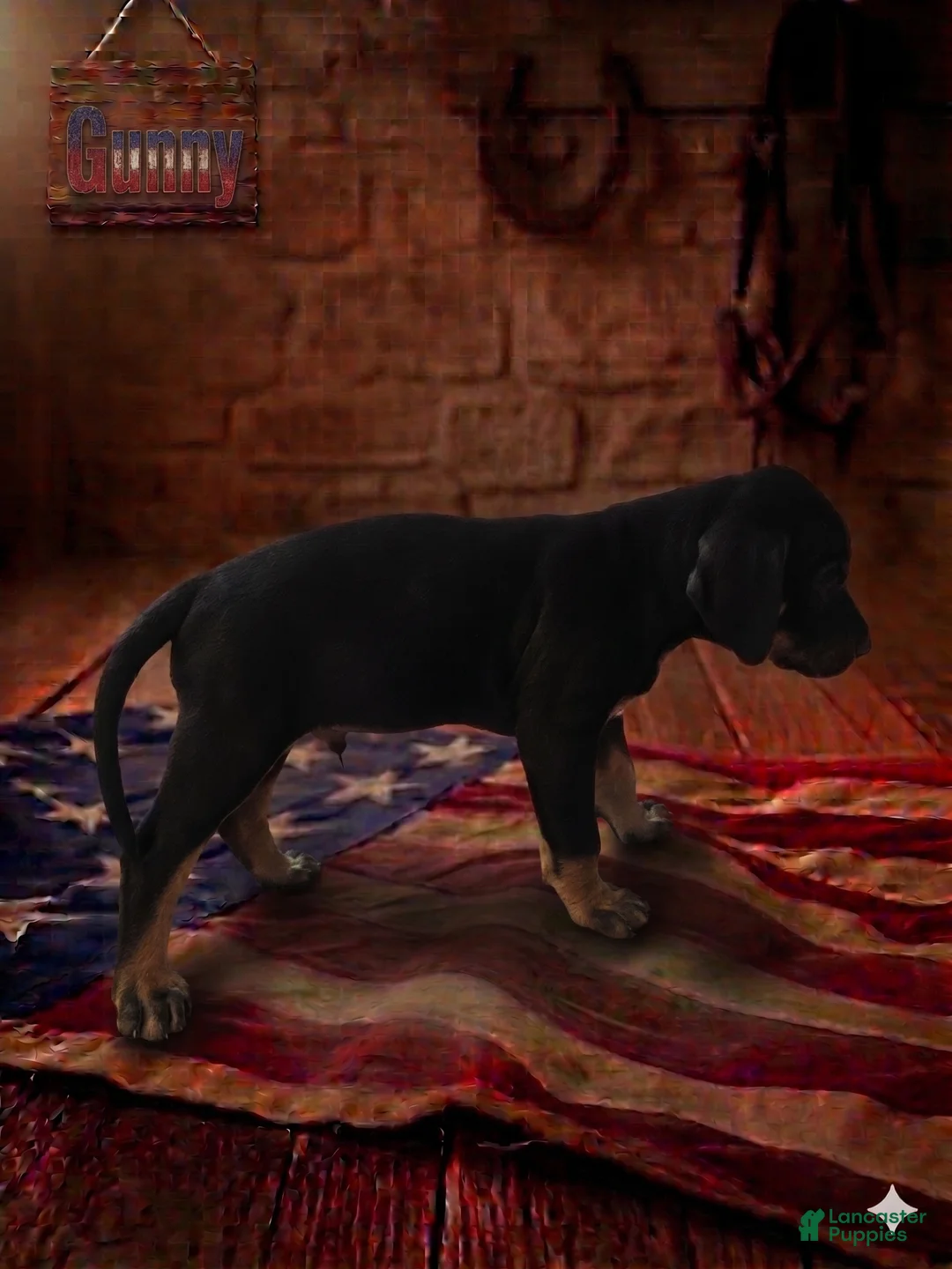 Catahoula Leopard Dog dogs for sale: Gunny - Ad 2