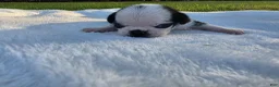 Pug dogs for sale: Male panda pug puppy - Ad 8